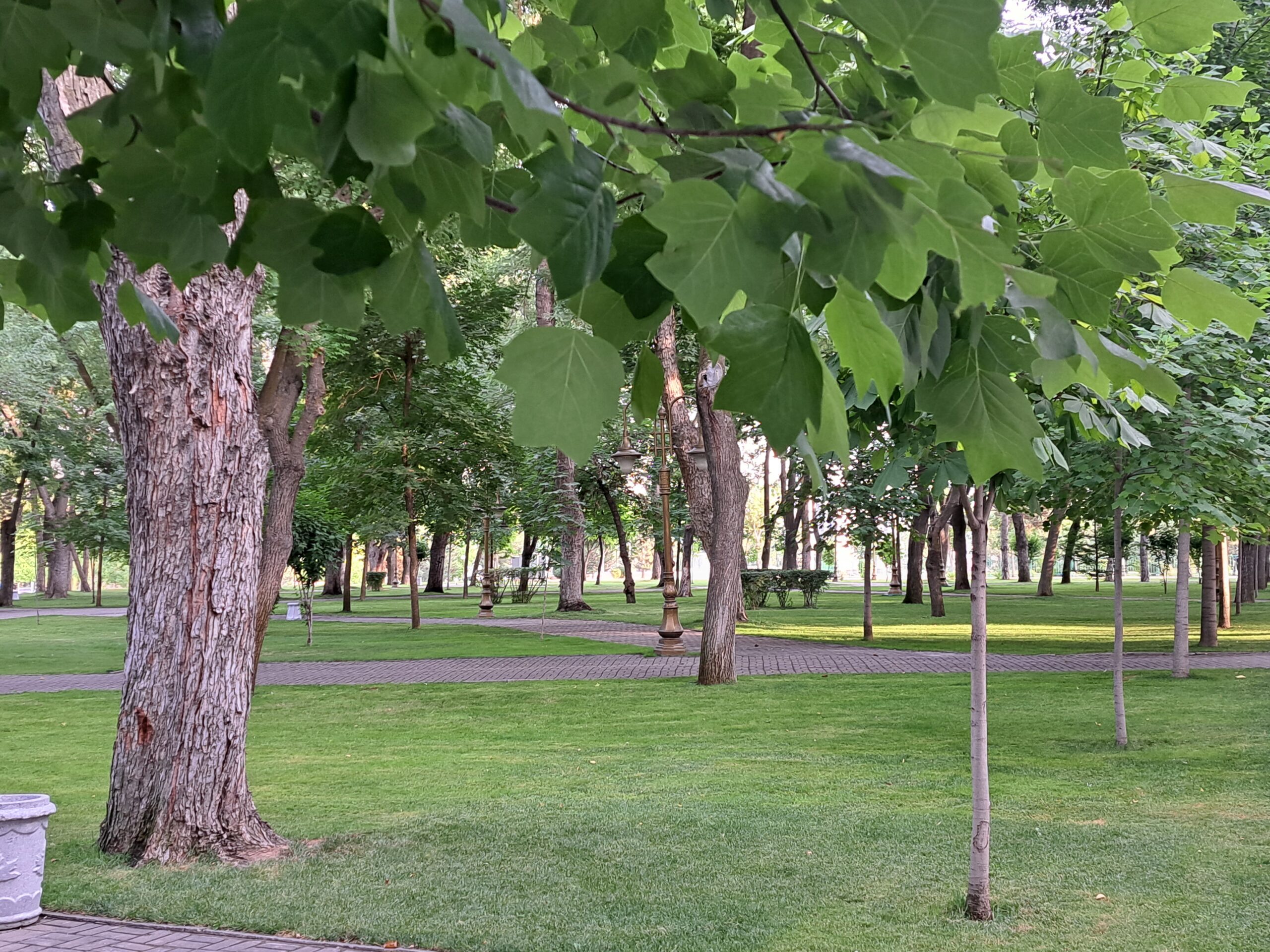 Bosc a Uzbequistán